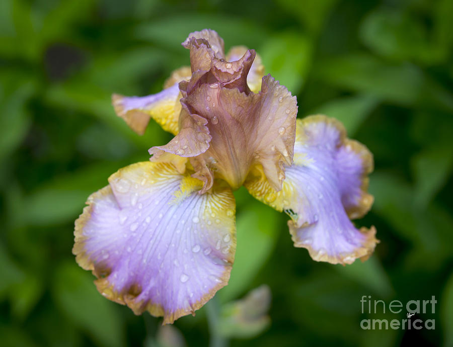 Iris #1 Photograph by Alana Ranney