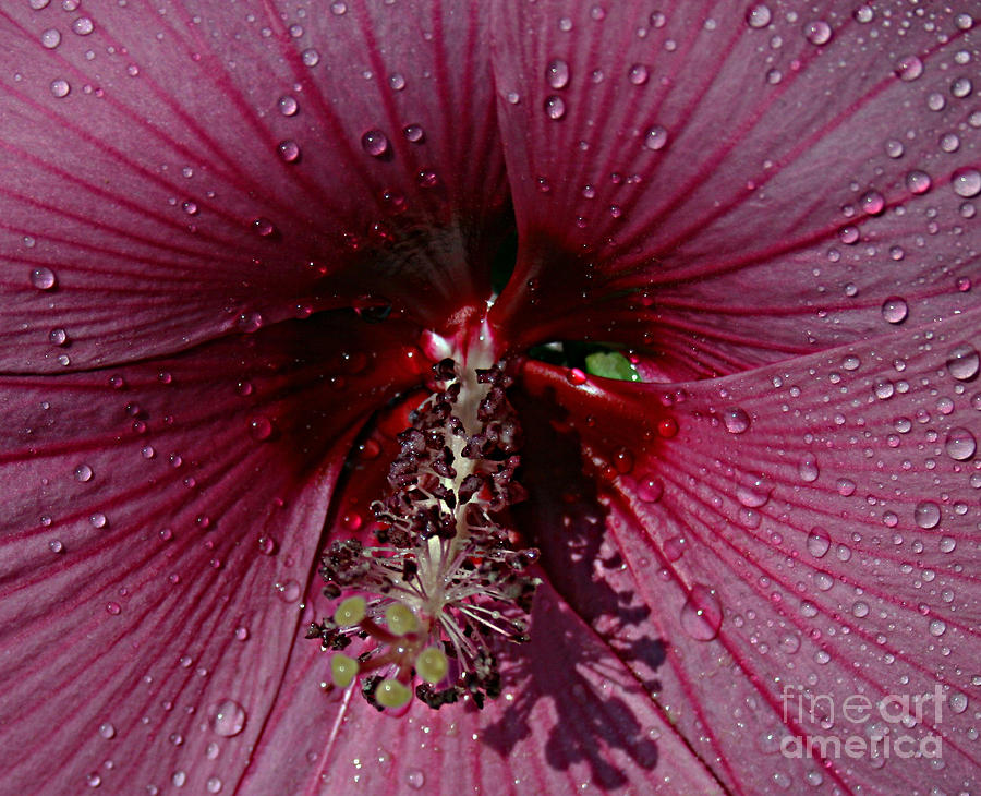 Flowers Still Life Photograph - After a rain by Kathy DesJardins