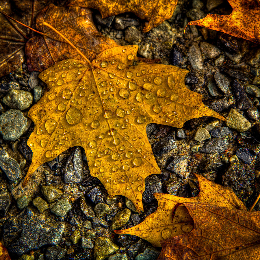 Fall Photograph - After an Autumn Rain by David Patterson