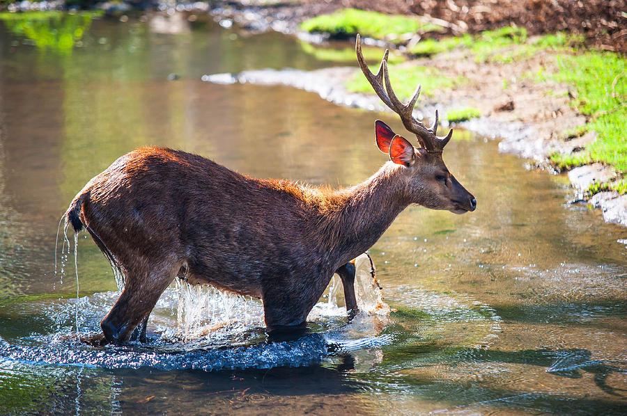 Nature Photograph - After Bathing. Male Deer in the Pampelmousse Botanical Garden. Mauritius by Jenny Rainbow