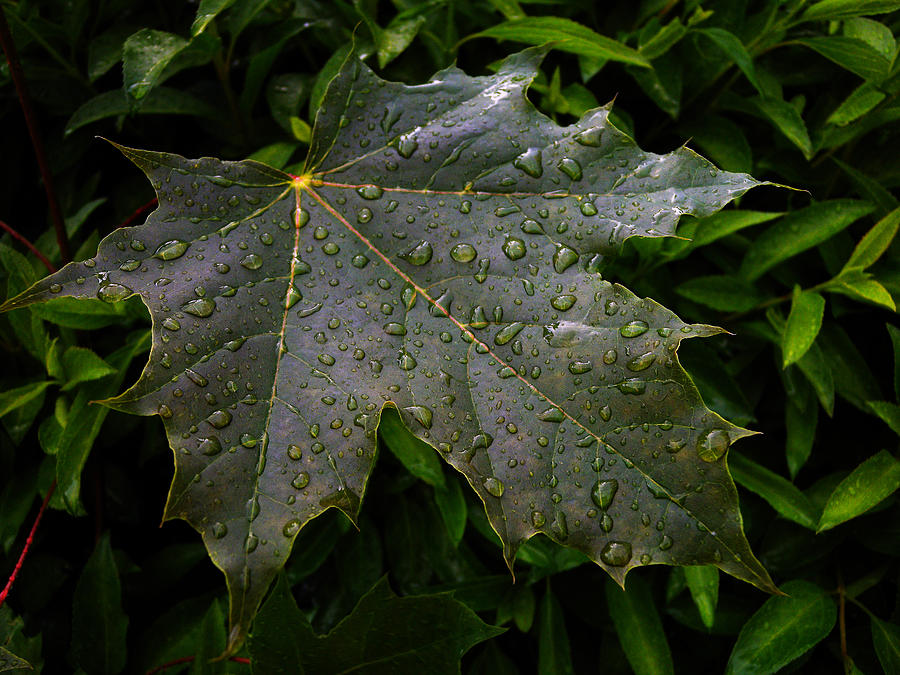 Nature Photograph - After rain 2 by Dragan Kudjerski