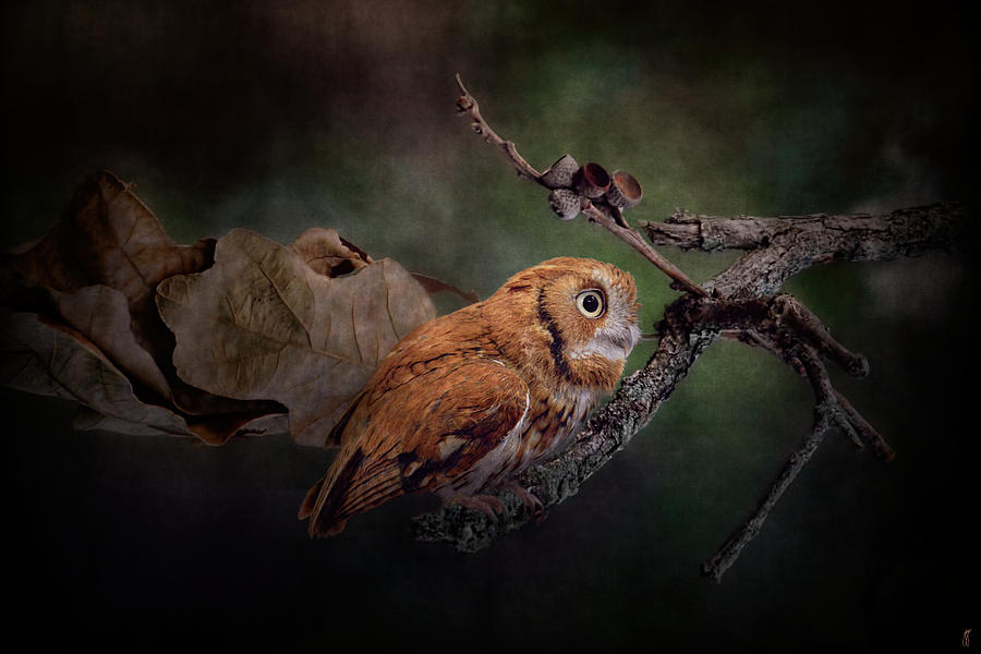 Bird Photograph - After the Acorns Fall by Jai Johnson
