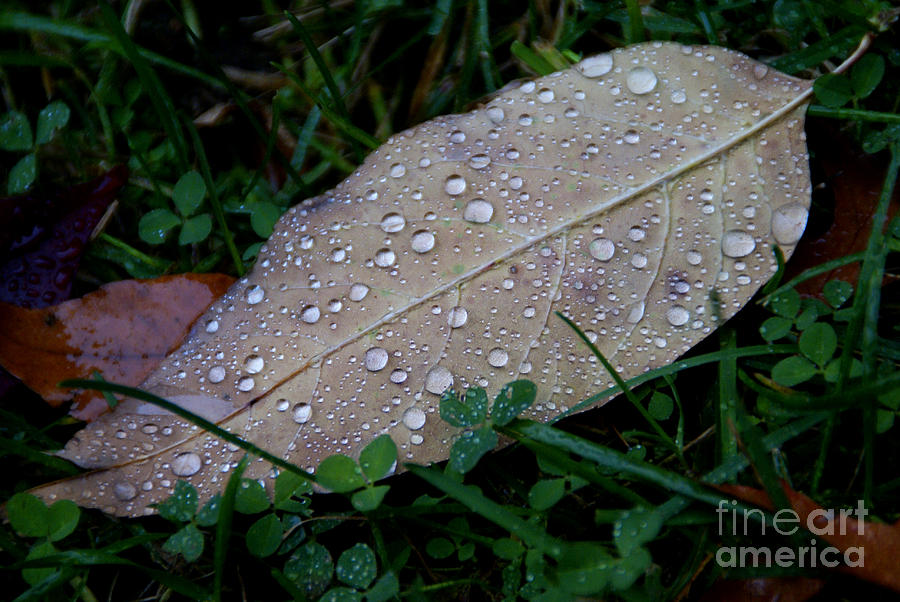 After The Autumn Rain Photograph by Linda Shafer