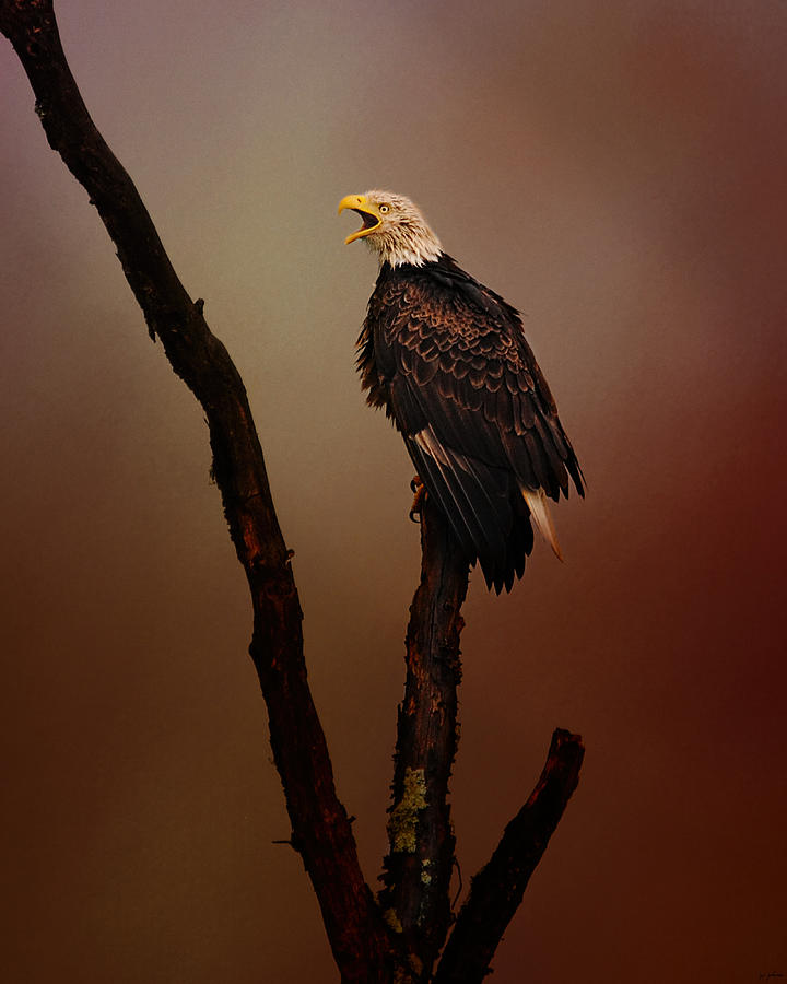Eagle Photograph - After The Autumn Storm by Jai Johnson