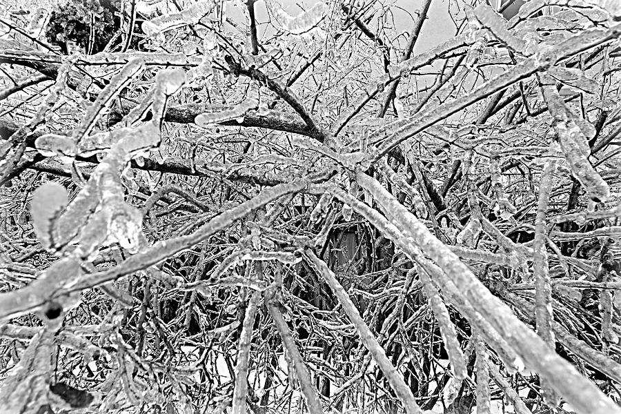 After the Ice Storm Photograph by Valentino Visentini