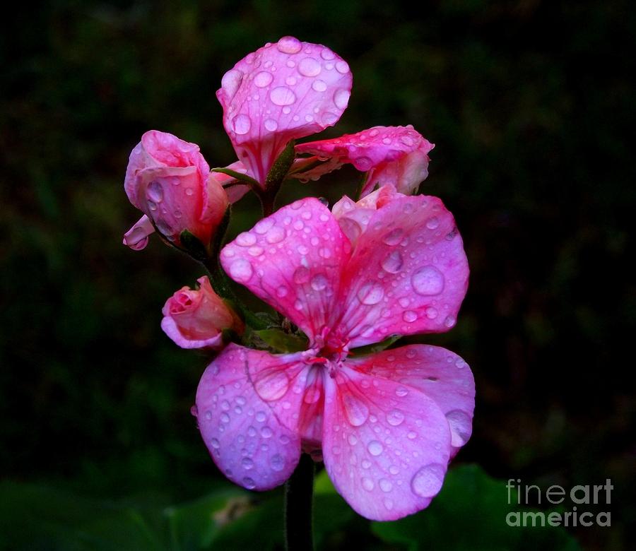 Nature Photograph - After the Rain by CapeScapes Fine Art Photography