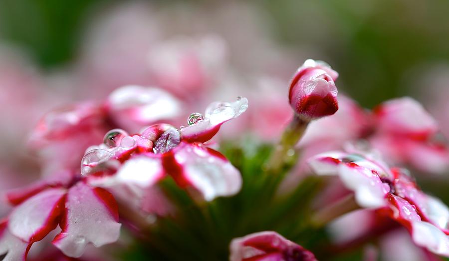 Nature Photograph - After the Rain by Corinne Rhode