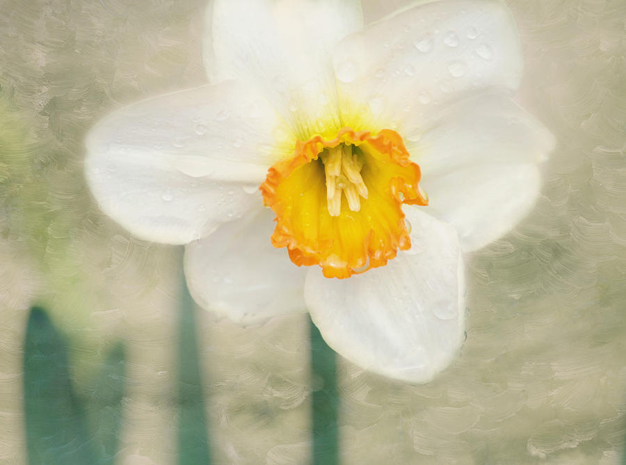 After the Rain - Daffodil Flower Photograph by Kim Hojnacki