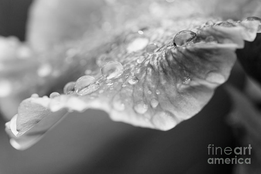 Abstract Photograph - After the Rain by Erin Johnson