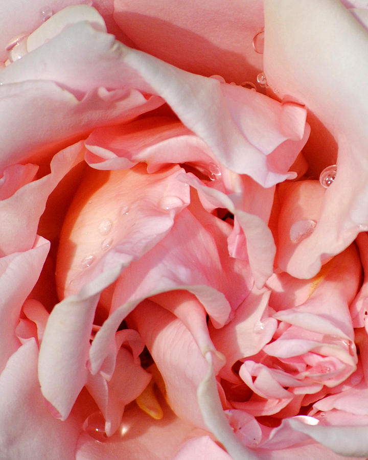 Rose Photograph - After the Rain by Jessica Tookey