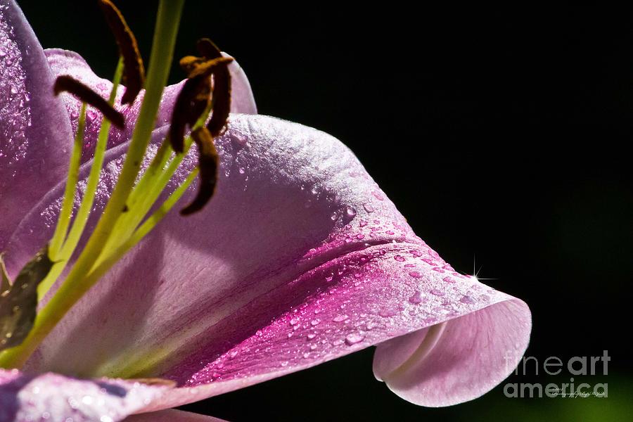 After The Rain Lily Photograph by Ms Judi