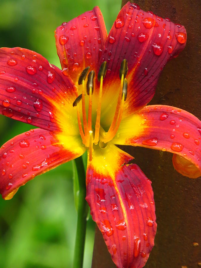 Flower Photograph - After the Rain by Lori Frisch