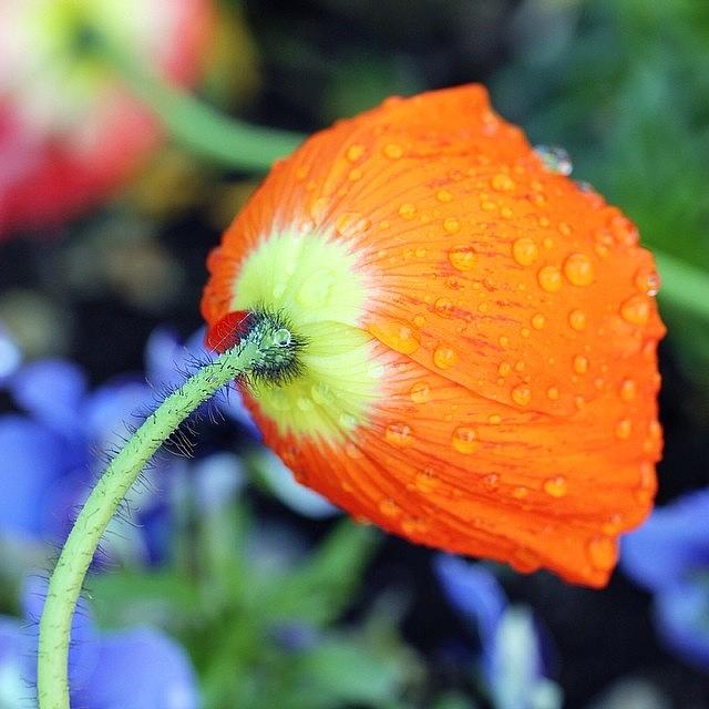 Beautiful Photograph - After The Rain by Luisa Azzolini Beautiful Photograph - After The Rain by Luisa Azzolini