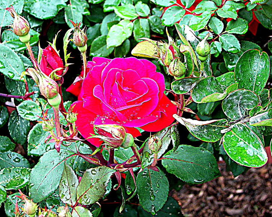 Rose Photograph - After The Rain by Pamela Hyde Wilson
