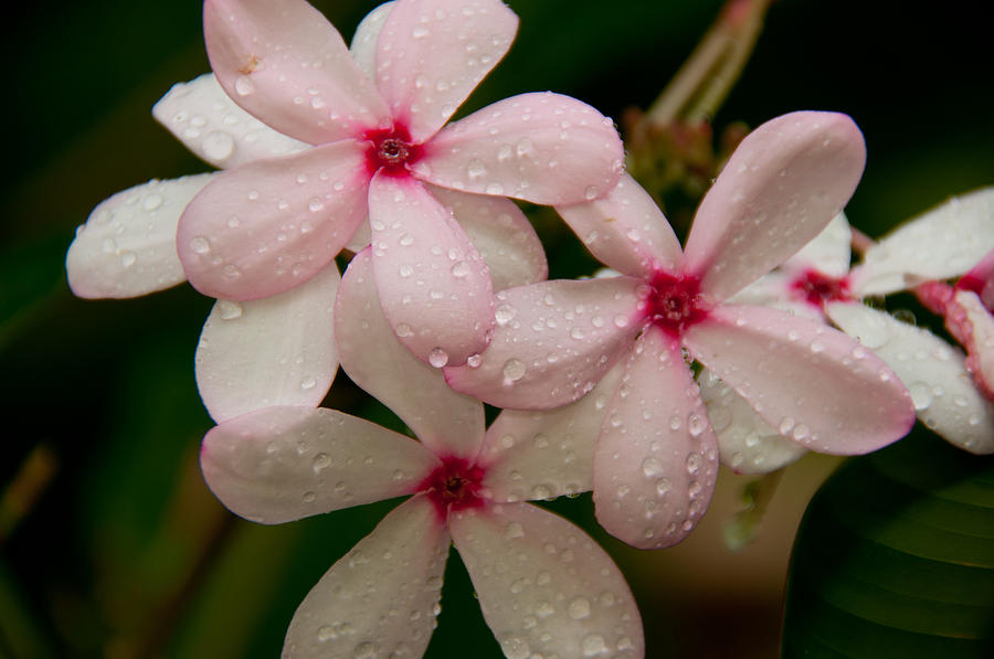 After The Rain - Pink Plumeria Photograph by John Black