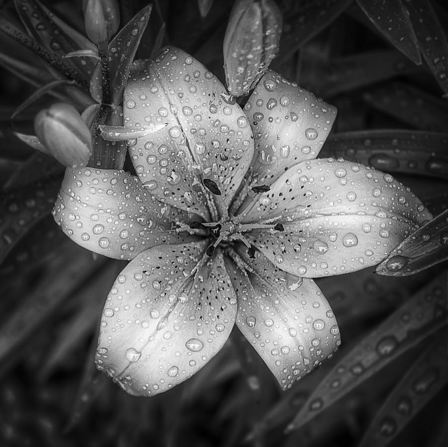 Tiger Lily Photograph - After the Rain by Scott Norris