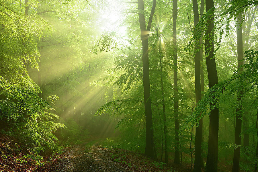 After The Rain - Sunbeams In Damp Beech by Avtg