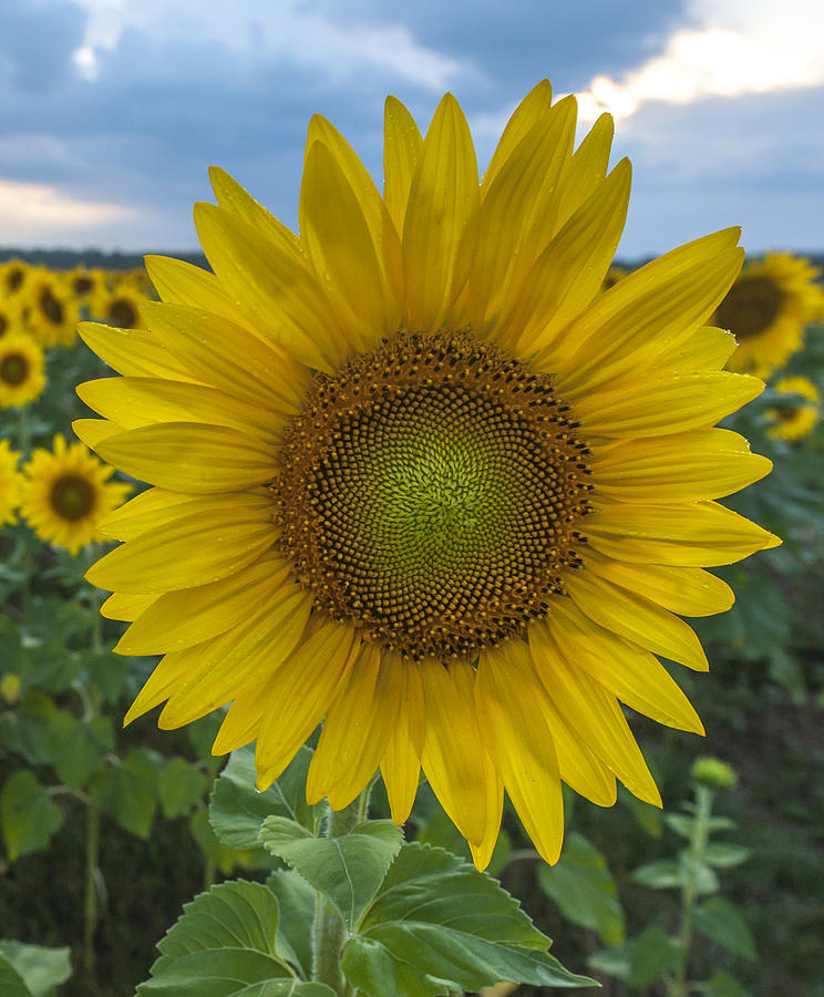 After the Rain Sunflower Augusta NJ Photograph by Terry DeLuco