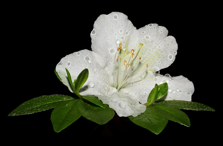 After The Rain..White Azalea 2 Photograph by Tammy Schneider