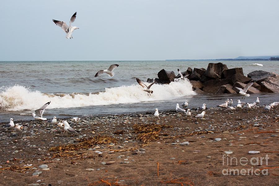 Seagull Photograph - After the Spring Thaw by Barbara McMahon