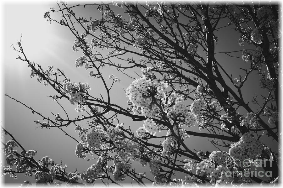Black And White Photograph - After the Storm by Carol Groenen