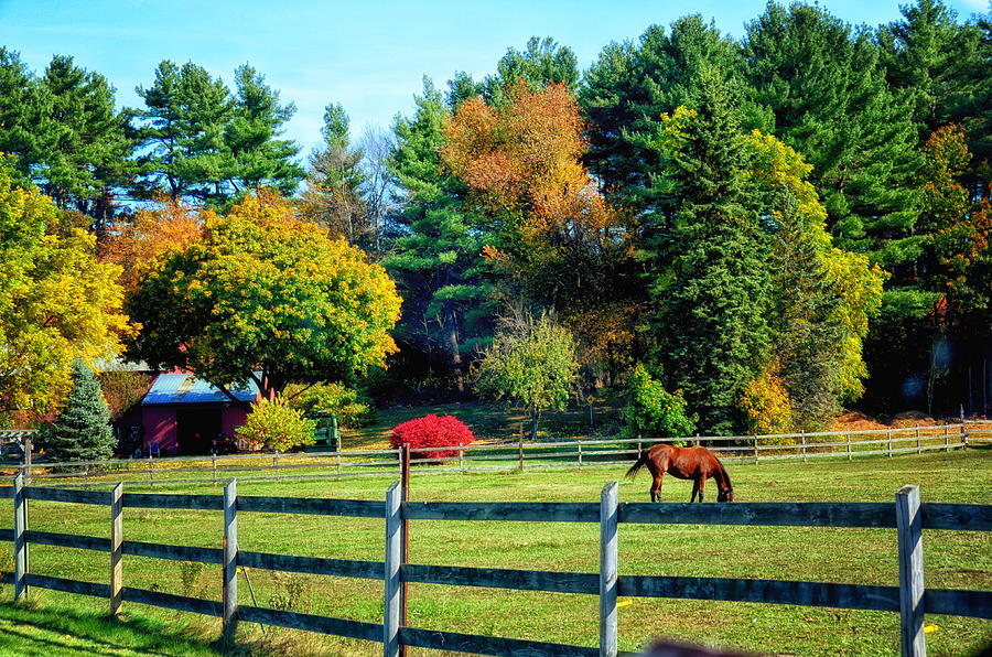 Afternoon at the Farm Photograph by Tricia Marchlik