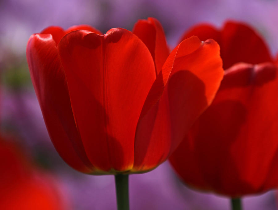 Tulip Photograph - Afternoon Bliss by Juergen Roth