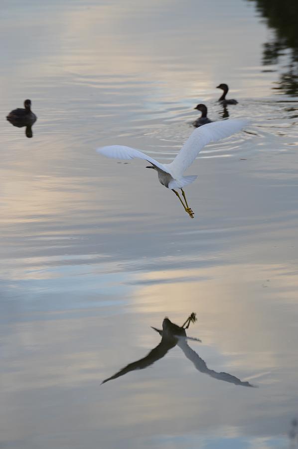 Bird Photograph - Afternoon Calm by Sonia Bruno