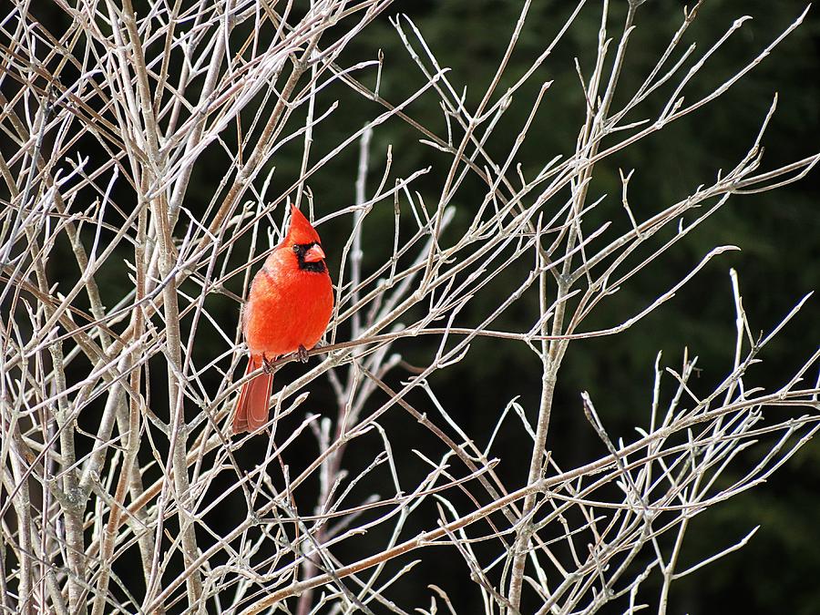 Afternoon Cardinal Photograph by MTBobbins Photography