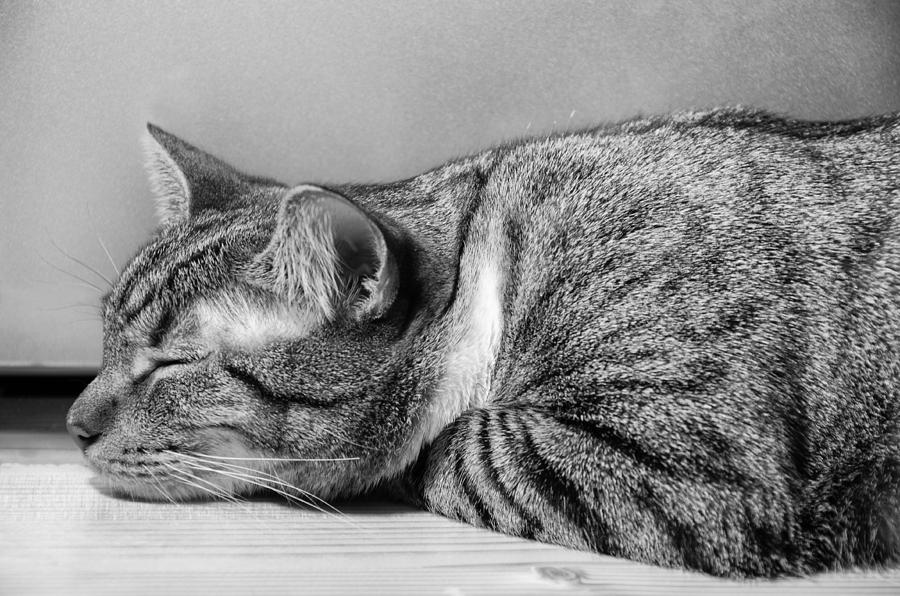 Afternoon Cat Nap Photograph by Georgette Grossman