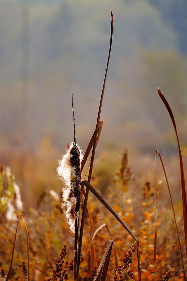 Afternoon Cattails Photograph by Ronda Broatch