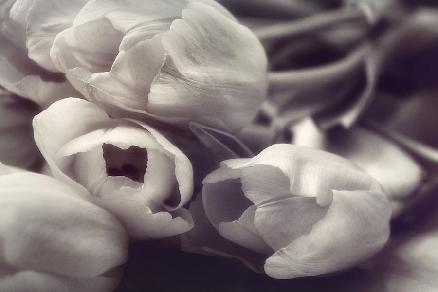 Flower Photograph - Afternoon Delight by Darlene Kwiatkowski