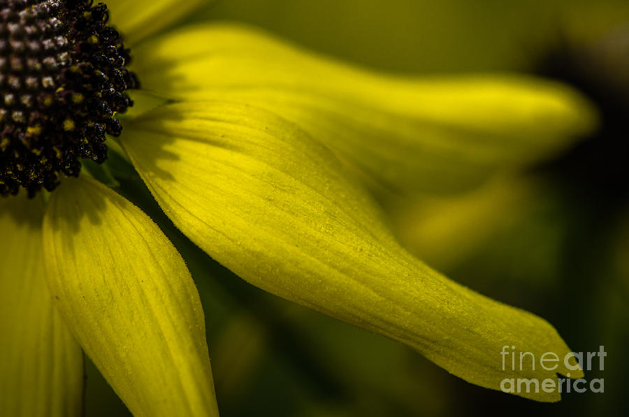Afternoon Flower Photograph by Michael Arend