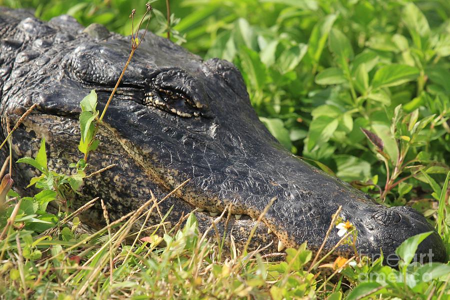Afternoon Gator Nap Photograph by Adam Jewell