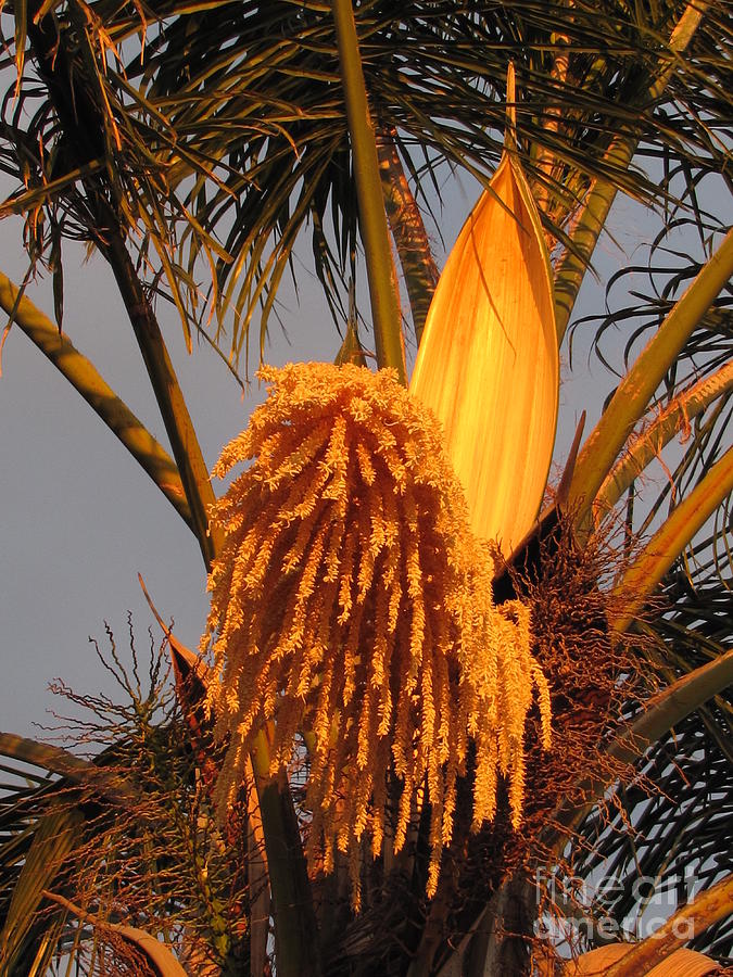 Palm Trees Photograph - Afternoon Glow by Sheryl Young