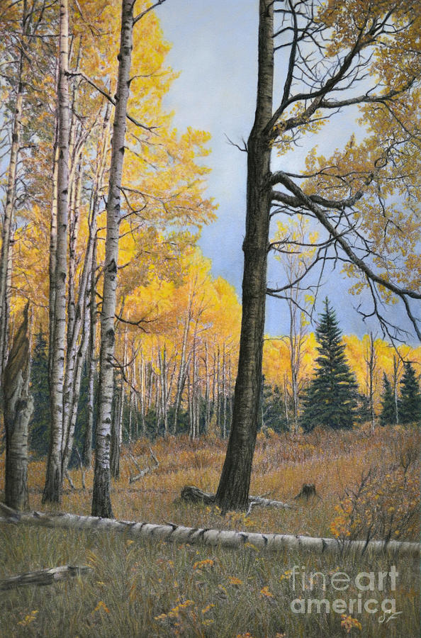 Landscape Drawing - Afternoon in the Aspens by Susan Fraser SCA  B Sc