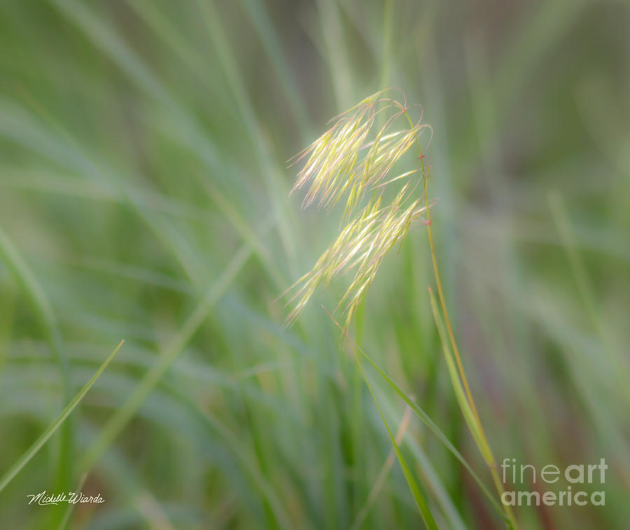Nature Photograph - Afternoon Light by Michelle Constantine