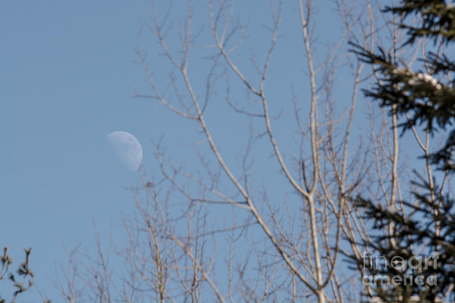 Afternoon Moon Photograph by Cheryl Baxter