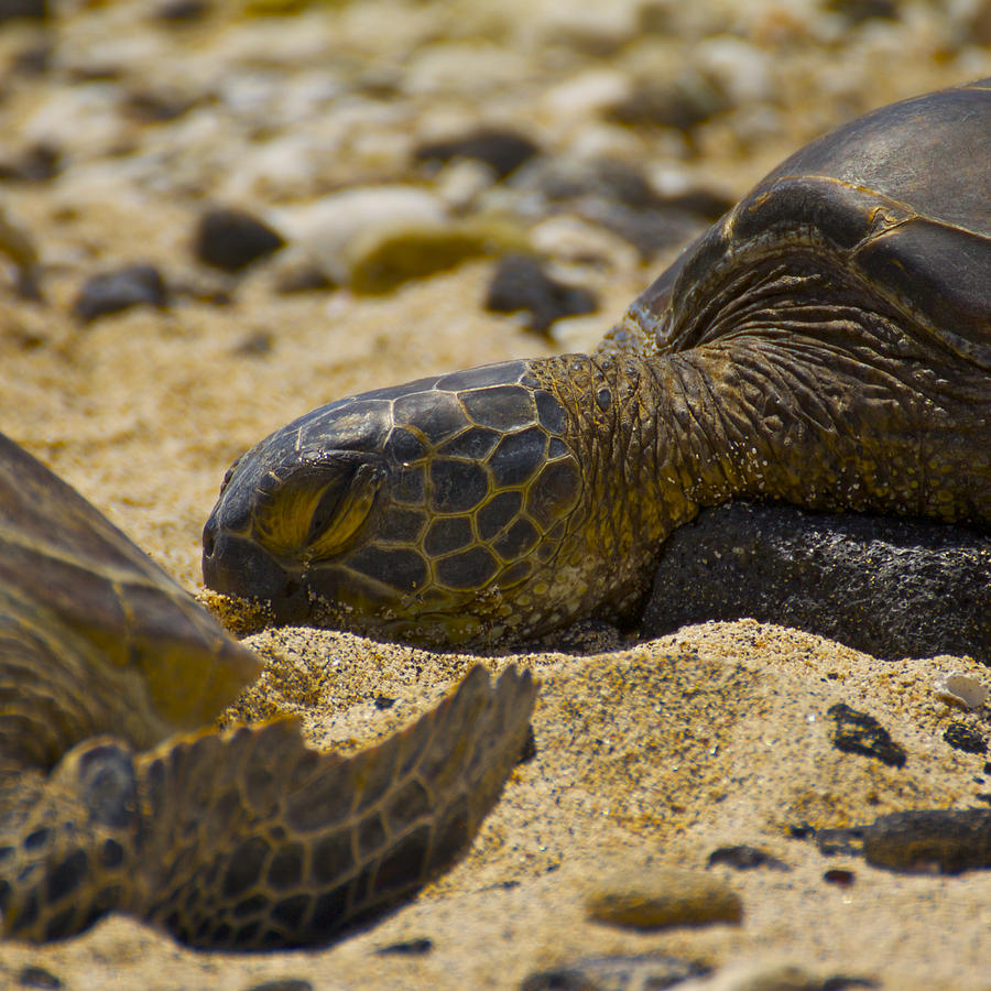 Turtle Photograph - Afternoon Nap by Brian Governale
