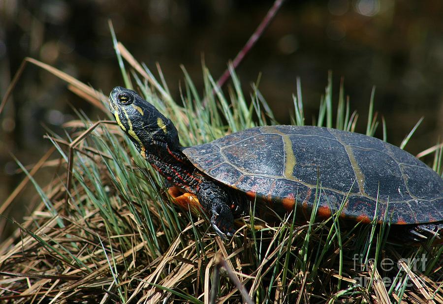 Painted Turtle Afternoon Nap Photograph by Neal Eslinger