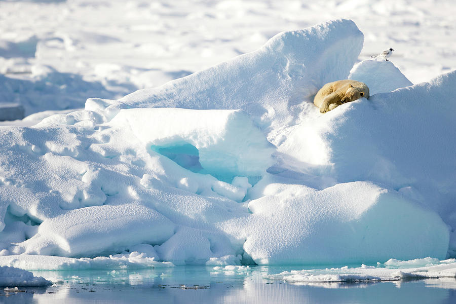 Winter Photograph - Afternoon Nap On An Ice Promontory by Raffi Maghdessian
