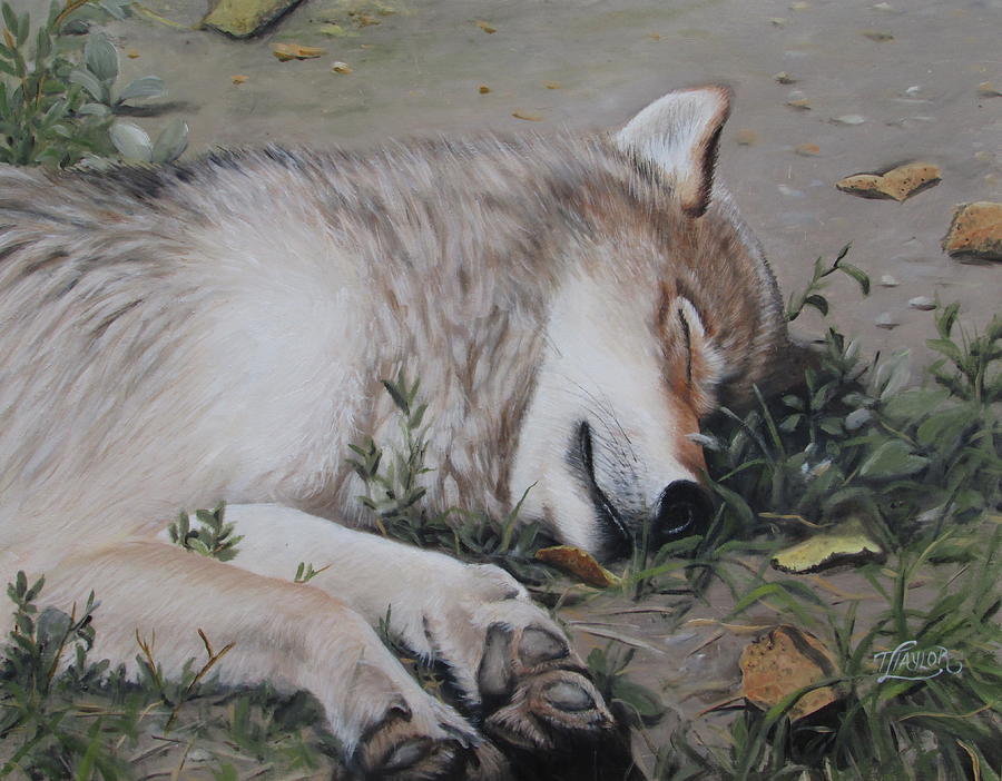 Afternoon Nap Painting by Tammy Taylor