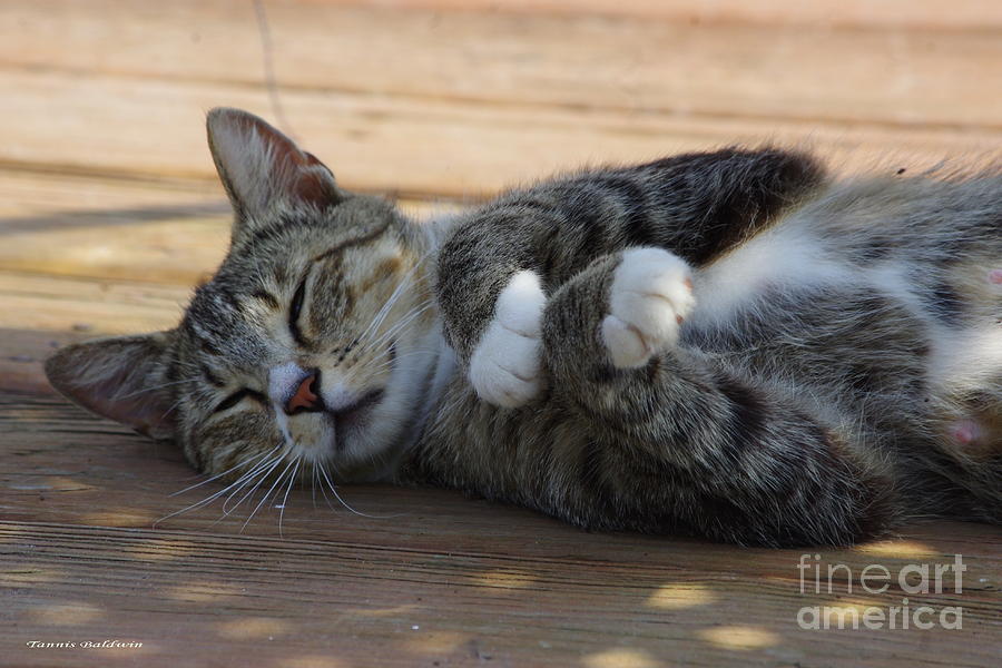 Cat Photograph - Afternoon nap by Tannis  Baldwin