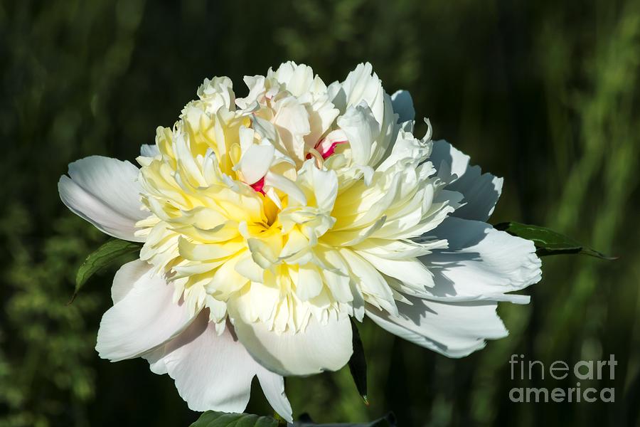 Flowers Still Life Photograph - Afternoon Peony by Alexander Butler