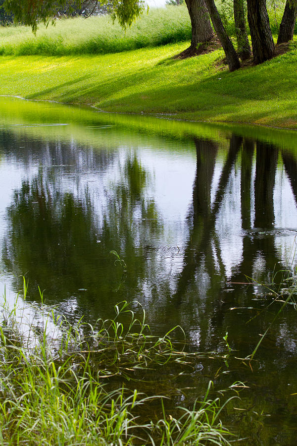 Tree Photograph - Afternoon Reflections by Alycia Christine