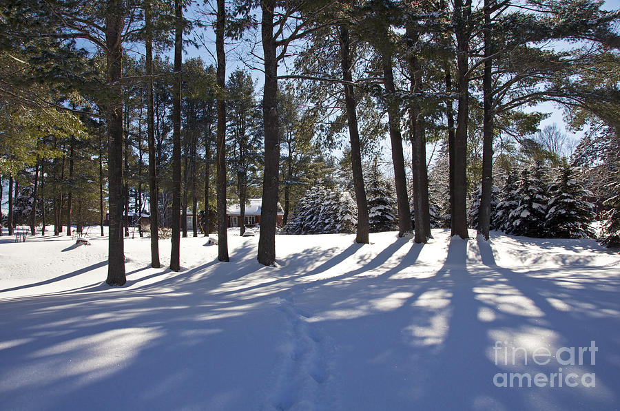 Winter Photograph - Afternoon Shadows by Elaine Mikkelstrup