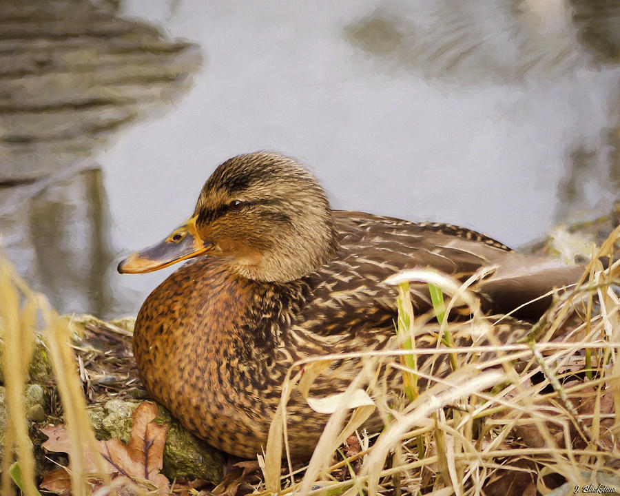 Duck Photograph - Afternoon Siesta by Jordan Blackstone