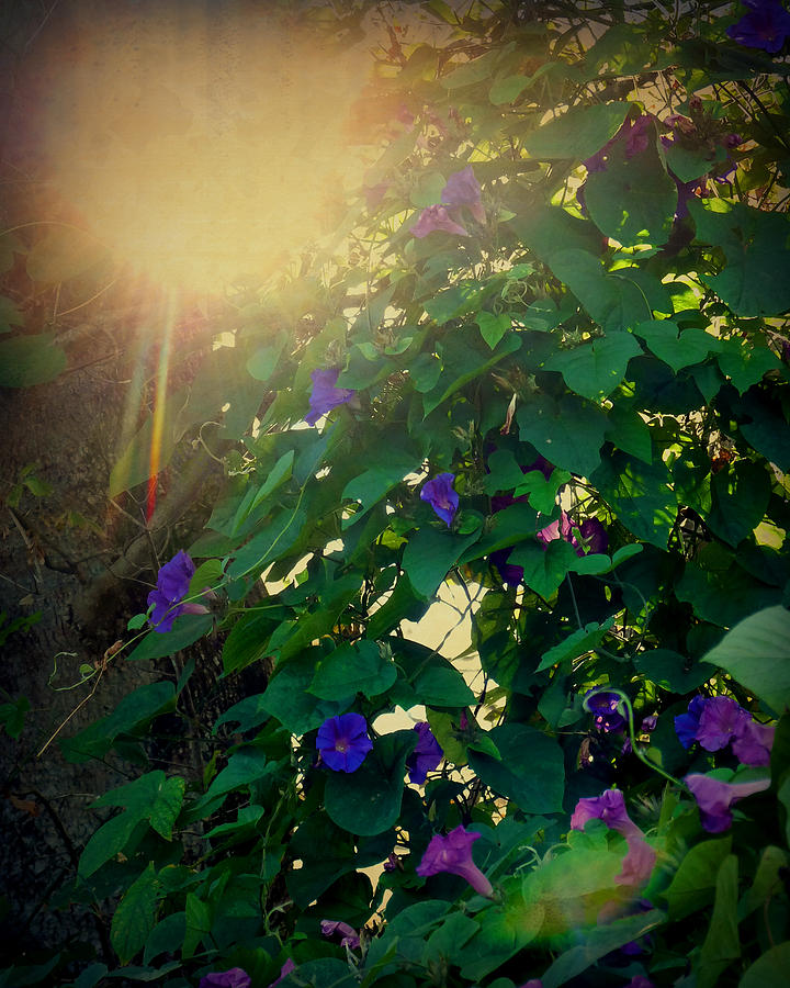 Afternoon Sun on the Morning Glories Photograph by Terry Eve Tanner