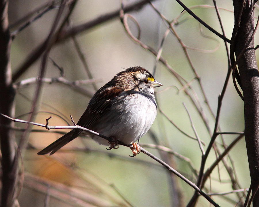 Sparrow Photograph - Afternoon Thoughts - Sparrow by Travis Truelove