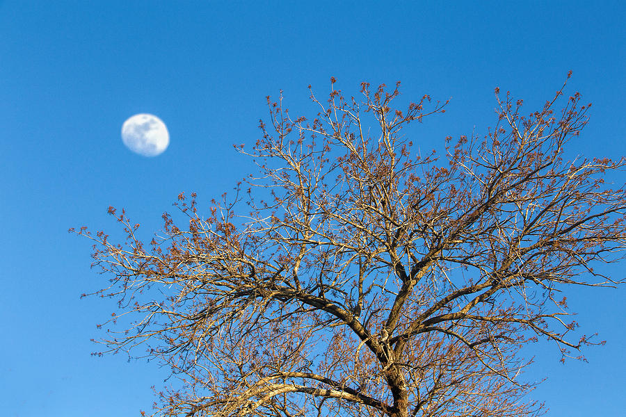 Nature Photograph - Afternoon Trees with Moon by Linda Phelps